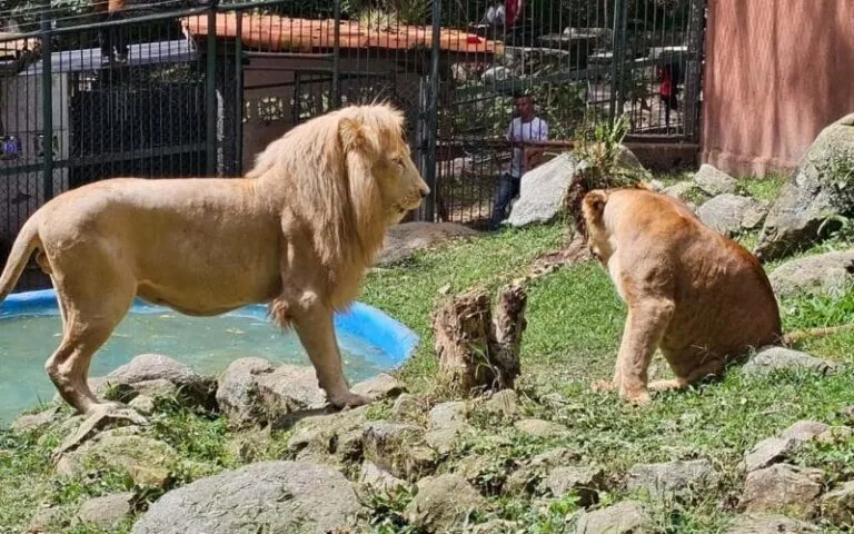 Vigilante ebrio intenta acariciar a un león y pierde su brazo en Mérida