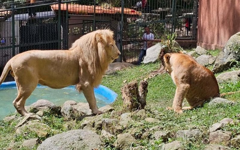 Vigilante ebrio intenta acariciar a un león y pierde su brazo en Mérida