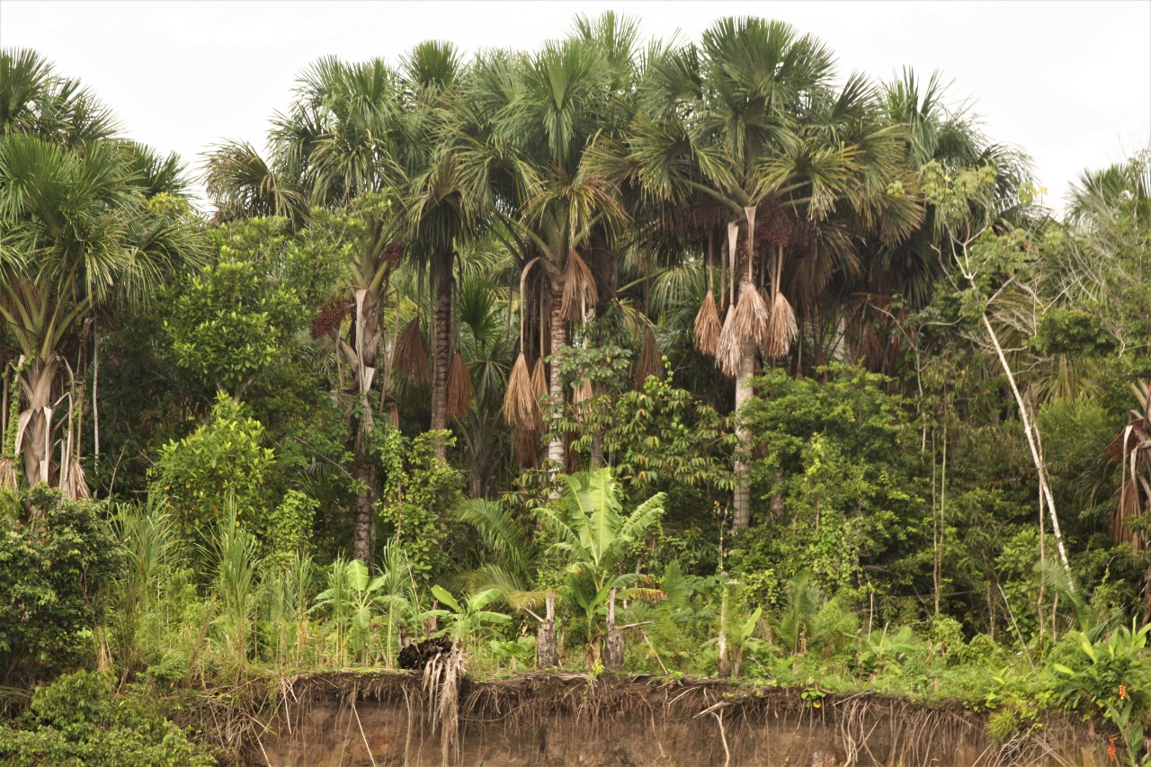 Minería de oro en Perú devasta ecosistemas del Amazonas