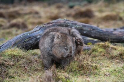 australia influencer wombat