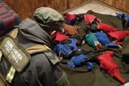 Maltrato animal: Gendarmería rescata 14 gallos de riña en un control en Corrientes