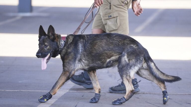 Los perros encargados de la seguridad en el Mundial de Clubes utilizan zapatos ante las elevadas temperaturas