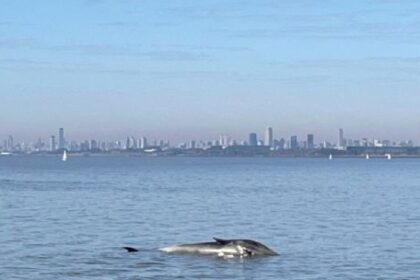 Apareció una ballena muerta en la costa de Vicente López