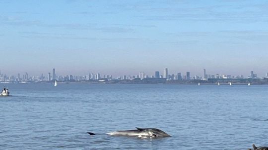 Apareció una ballena muerta en la costa de Vicente López