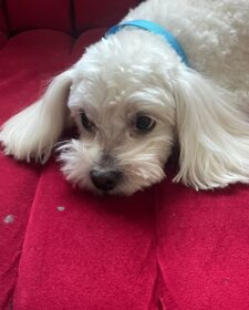 Está extraviado “Simba”, un poodle macho de 7 años que vive en Monte Bello