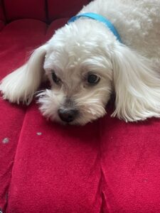 Está extraviado “Simba”, un poodle macho de 7 años que vive en Monte Bello