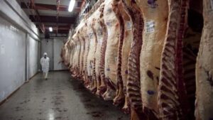 “La baja de precios de la carne en la Patagonia es dispar y aún no llegó al productor”
