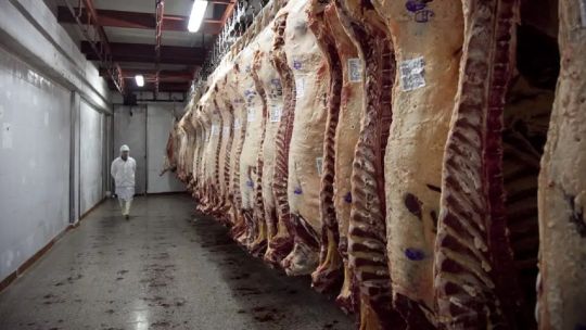 “La baja de precios de la carne en la Patagonia es dispar y aún no llegó al productor”