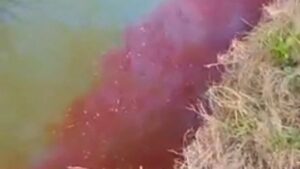 Carmen de Areco: el río Areco tiñó sus aguas de rojo ¿a qué se debió?