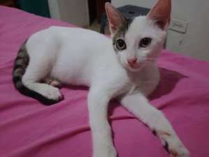 Cartelera de adopciones