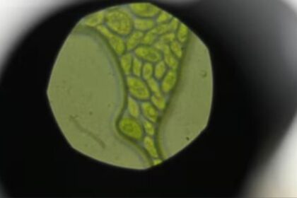 Revelan el rol de una microalga en la captura de dióxido de carbono en el océano Antártico