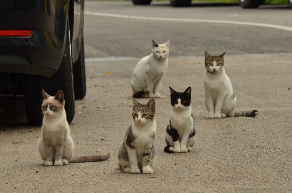 En Reino Unido hablan de “pánico” en esta ciudad costera española por la descontrolada plaga de gatos callejeros