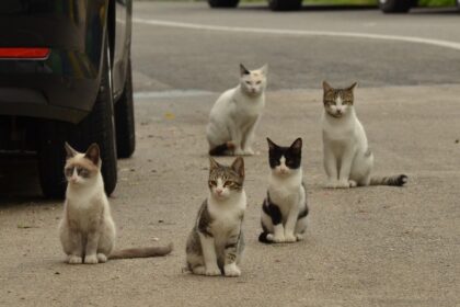 En Reino Unido hablan de “pánico” en esta ciudad costera española por la descontrolada plaga de gatos callejeros
