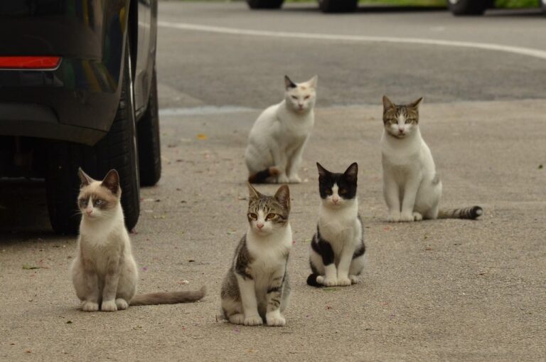 En Reino Unido hablan de “pánico” en esta ciudad costera española por la descontrolada plaga de gatos callejeros
