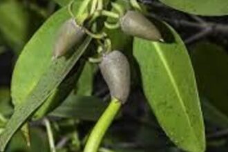 Cuáles son las propiedades curativas del mangle rojo