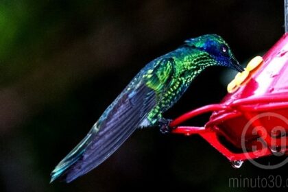 6 de septiembre, Día del Colibrí: Celebración de una Maravilla de la Naturaleza