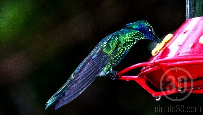 6 de septiembre, Día del Colibrí: Celebración de una Maravilla de la Naturaleza