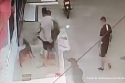¡Indignante! Tres agresores de perros reciben condena por brutal maltrato en Cúcuta, Tolima y Antioquia
