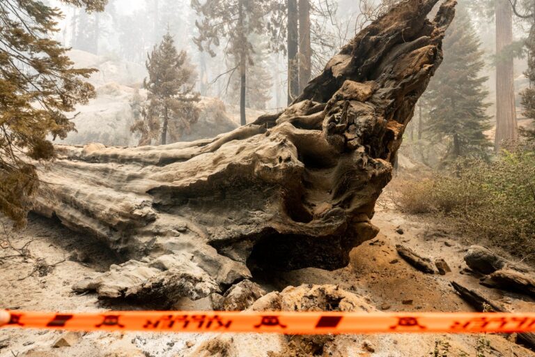 Un incendio quema secuoyas gigantes en el Bosque Nacional Sierra de California