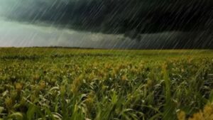 Afirman que las lluvias a los distintos cultivos: “No fue lo agresivo que podía haber sido”