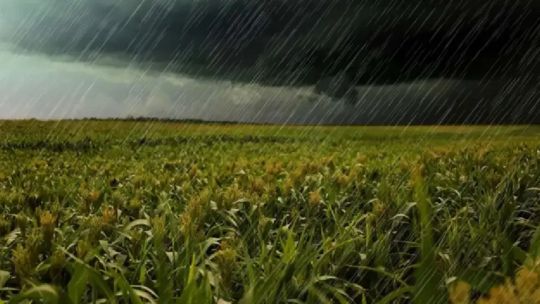 Afirman que las lluvias a los distintos cultivos: “No fue lo agresivo que podía haber sido”