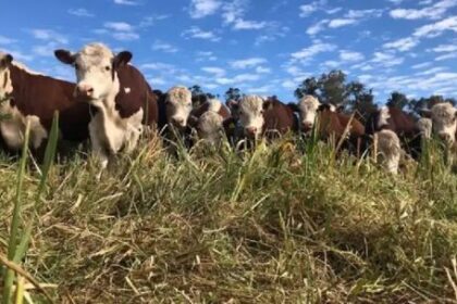 "Increíble": así tildaron desde el campo la iniciativa de la tasa ambiental que propone una diputada kirchnerista