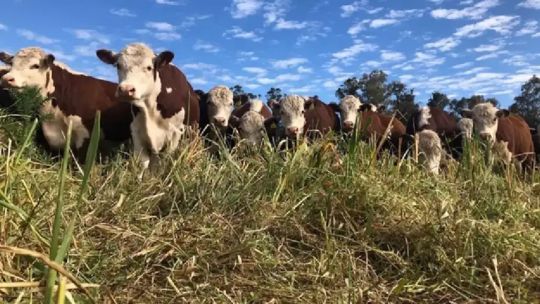 "Increíble": así tildaron desde el campo la iniciativa de la tasa ambiental que propone una diputada kirchnerista