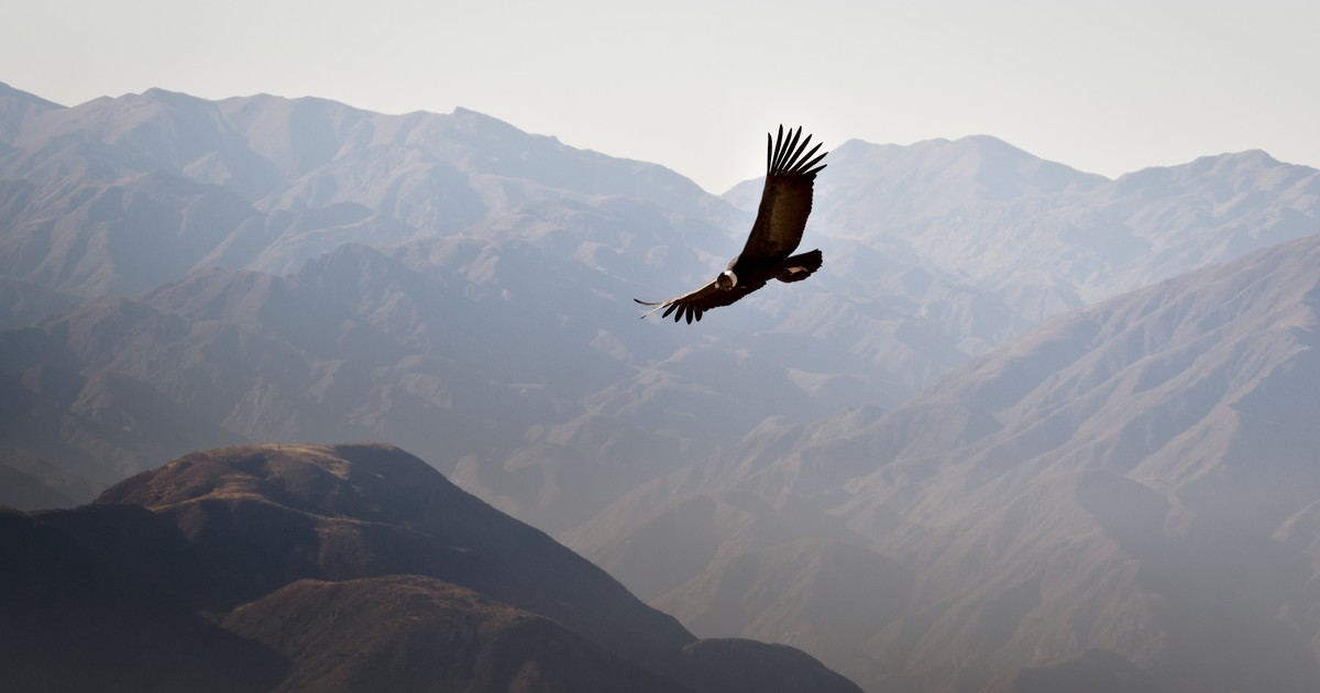El increíble video de 90 cóndores andinos juntos en Mendoza