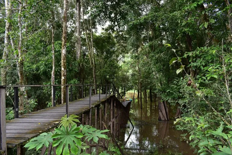 Protección de la Amazonía colombiana: un puente de madera se adentra en la selva desde el río Amazonas