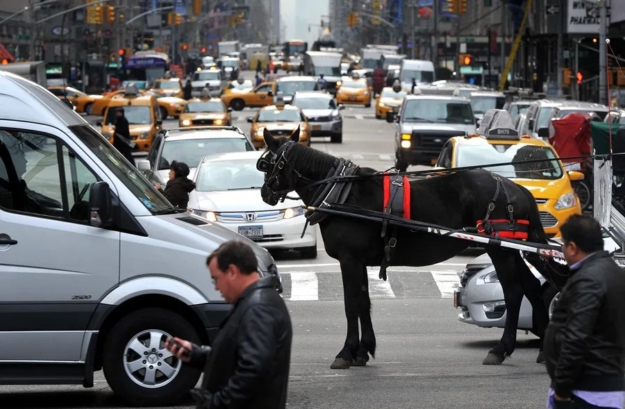 Carruajes de caballos: un caballo de tiro espera entre el tráfico de taxis y coches en una avenida de Nueva York