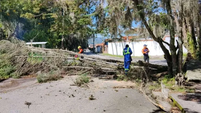 Cuadrillas despejan un árbol caído que obstruye una calle de Mérida durante la emergencia por el desbordamiento en Tabay y Mérida