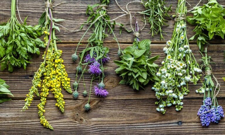 Medicina natural: ramilletes de plantas medicinales y hierbas frescas colgando sobre una mesa de madera
