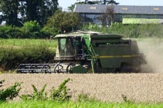 Cosechadora trabajando en un campo de trigo, el grano básico amenazado por la inseguridad alimentaria