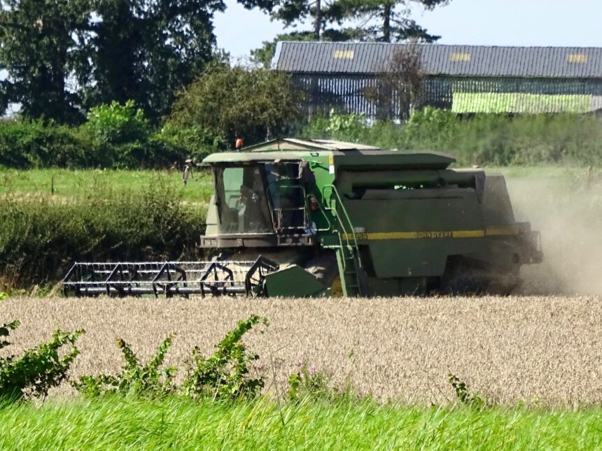 Cosechadora trabajando en un campo de trigo, el grano básico amenazado por la inseguridad alimentaria