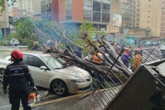 Lluvias causaron caída de árbol que dañó dos vehículos en Caracas