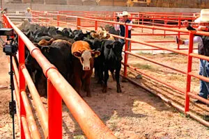 Ganado bovino en los corrales de la estación cuarentenaria de Puerto Palomas, desde donde se reanudó la exportación de ganado de México a Estados Unidos