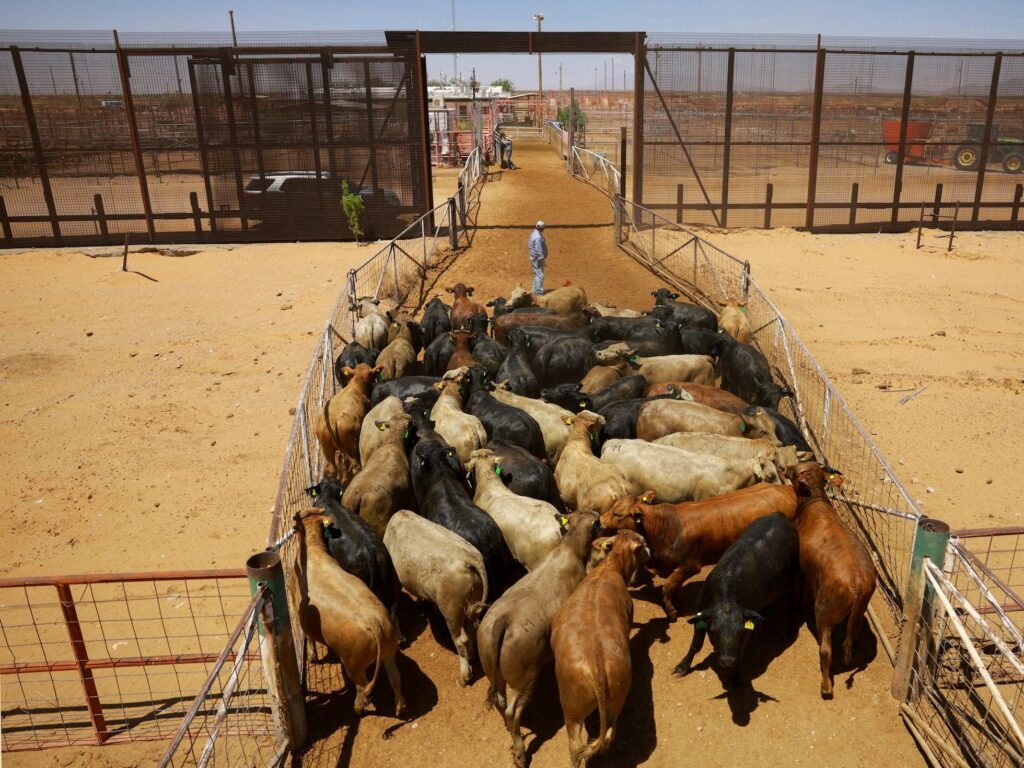 Ganado bovino en el corral del cruce fronterizo durante la suspensión de la exportación de ganado de México a Estados Unidos