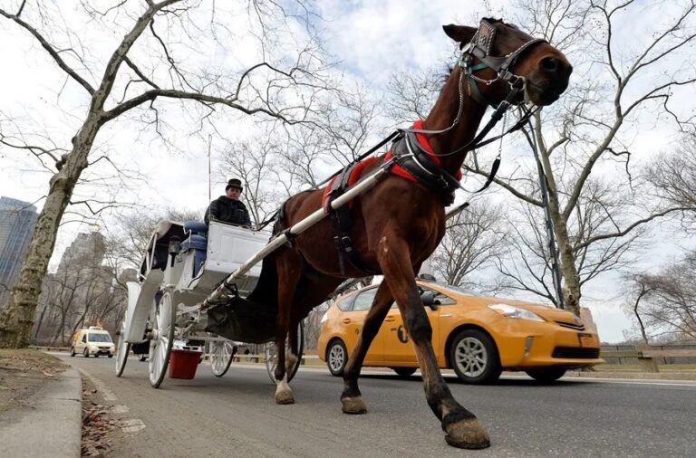 Carruajes de caballos: un coche de caballos recorre Central Park en Nueva York junto a un taxi amarillo