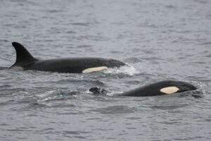 Dos orcas nadando en la superficie, protagonistas del duelo de orcas contra tiburones blancos
