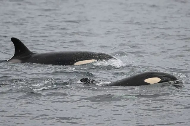 Dos orcas nadando en la superficie, protagonistas del duelo de orcas contra tiburones blancos