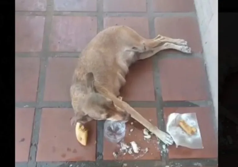 Perrita arrollada en la Circunvalación 2 de Maracaibo recibe agua y comida de los vecinos